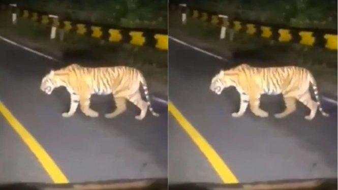 Harimau Muncul di Jalan Raya