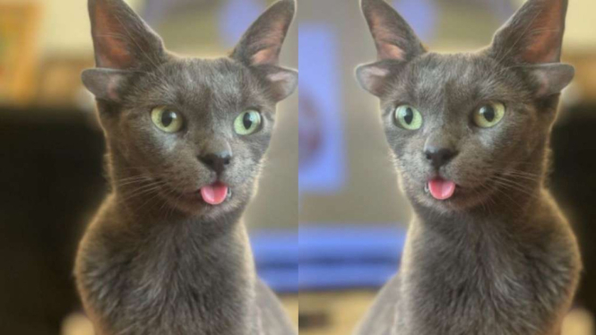 Kucing Midas.