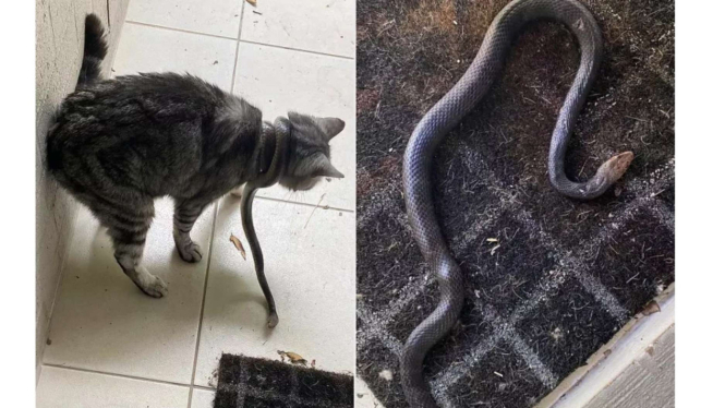 Wanita Selamatkan Kucing dari Lilitan Ular 