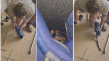 lar di dalam Sepatu