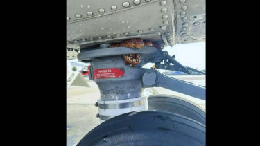 Ular Berhasil Diselamatkan dari Roda Helikopter yang Sedang Terbang