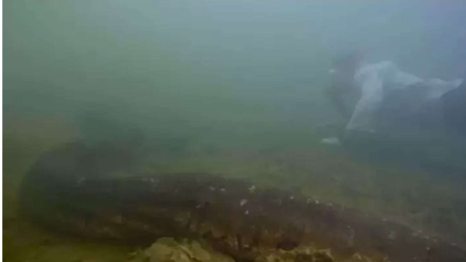 Ilmuwan DiaJak Berenang dengan Ular Raksasa.