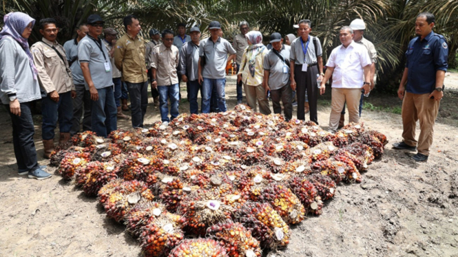 Petani kelapa sawit.