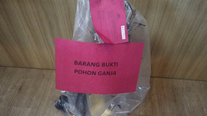 Barang bukti satu batang pohon ganja