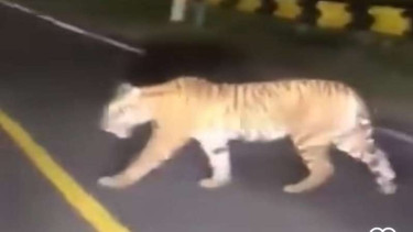 Tangkap layar saat Harimau Sumatera berkeliaran di Jalan Lintas Barat Tanggamus