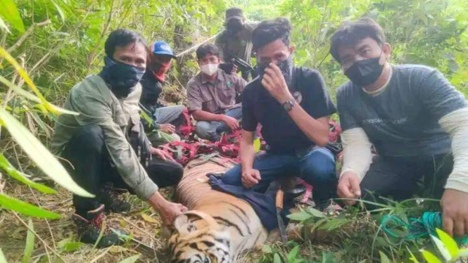 Petugas saat menangkap harimau bernama Beru Situtung.(istimewa/VIVA)