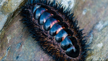 Makhluk laut, chiton