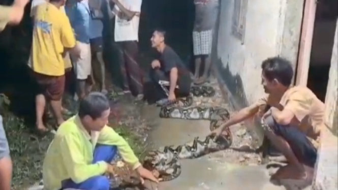  Ular Sanca di Muaro Jambi