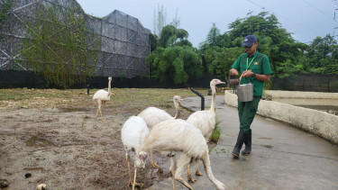 Aviary Park Indonesia.