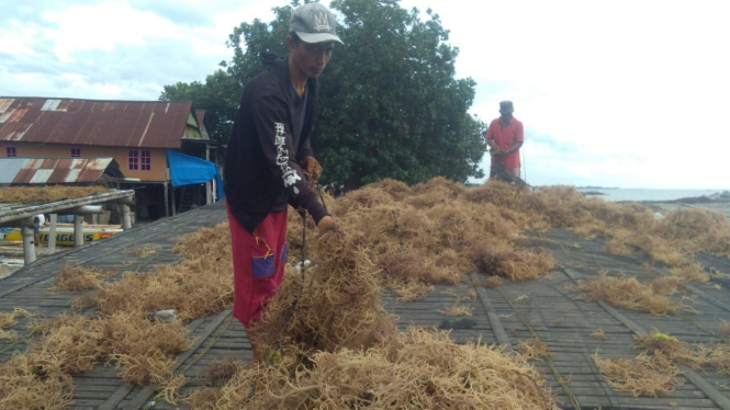 Klaster usaha rumput laut