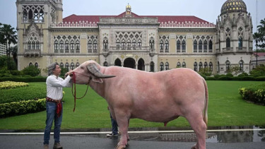 Sapi Albino Ko Muang Phet.