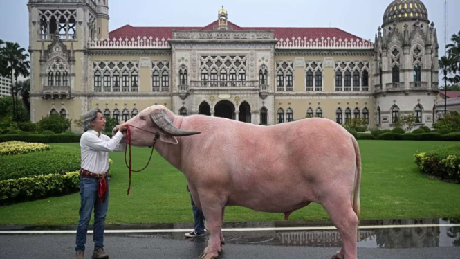 Sapi Albino Ko Muang Phet.