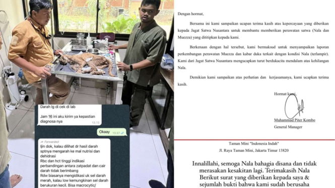Kucing Okin Dikabarkan Mati