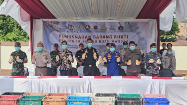 Bea Cukai musnahkan 19.800 kg mangga ilegal hasil penindakan di perairan