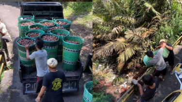Viral Petani di Banjarnegara Buang Salak ke Sungai, Ini Penyebabnya