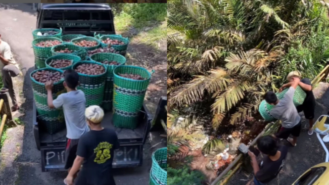 Viral Petani di Banjarnegara Buang Salak ke Sungai, Ini Penyebabnya