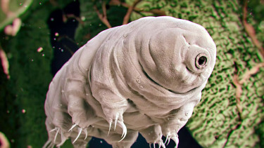 Tardigrade