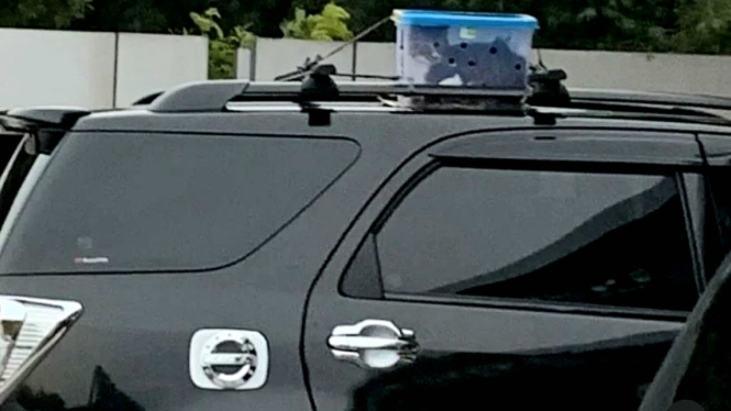 Viral kucing ditaruh di atap Mobil