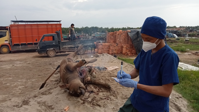 Ratusan Kerbau di OKI, Sumsel, mati mendadak.