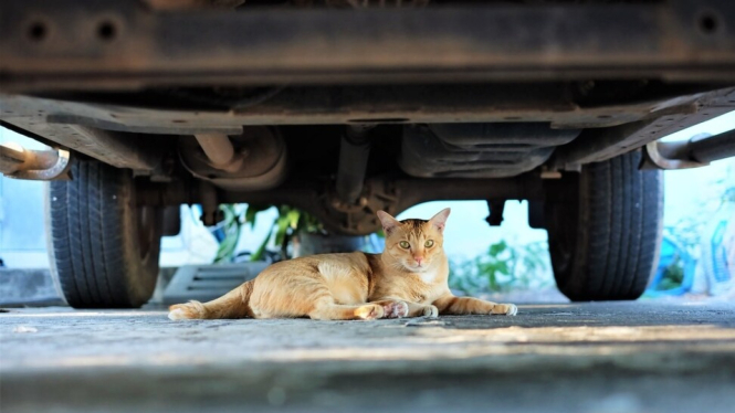 Kucing di kolong mobil