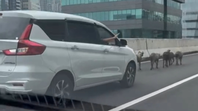 Gerombolan kambing melintas di JLNT Casablanca, Jaksel.