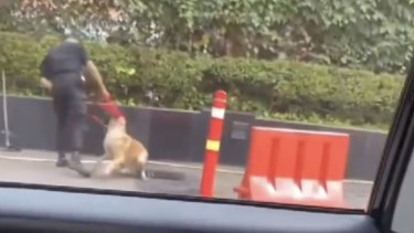 Beredar di media sosial seekor anjing yang dipukul oleh seorang sekuriti di Plaza Indonesia.