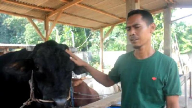 Presiden Jokowi memberikan 1 ekor sapi ini untuk Idul Adha tahun ini,