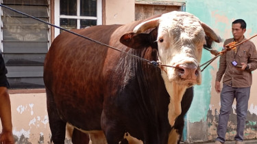 Sapi jenis Simental dengan bobot 1,13 ton menjadi hewan kurban dari Jokowi.
