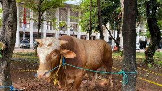 Sapi Kurban Prabowo-Gibran Disembelih untuk 2 Ribu Anak Yatim