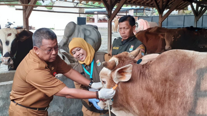 Proses pemeriksaan hewan kurban di Tangerang oleh DPKP.