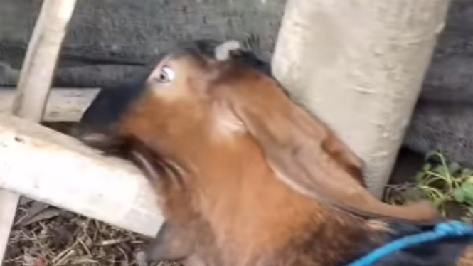 Pura-pura Mati Jelang Kurban, Kambing Ini Bangun lagi Usai Kelaminnya Dipencet.