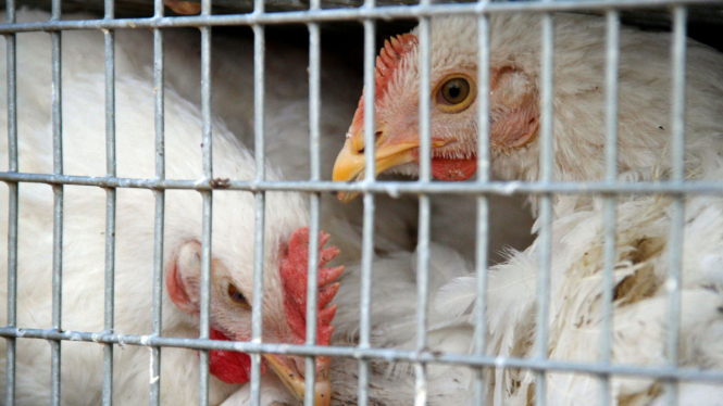 Ilustrasi ayam, ternak ayam, ayam potong