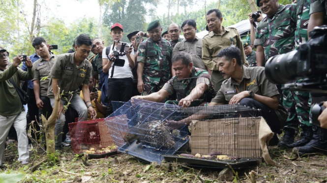 VIVA Militer: KSAD Jenderal TNI Maruli Simanjuntak lepasliarkan satwa langka