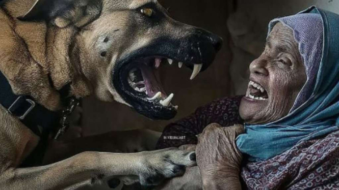 Seekor anjing serang nenek tua