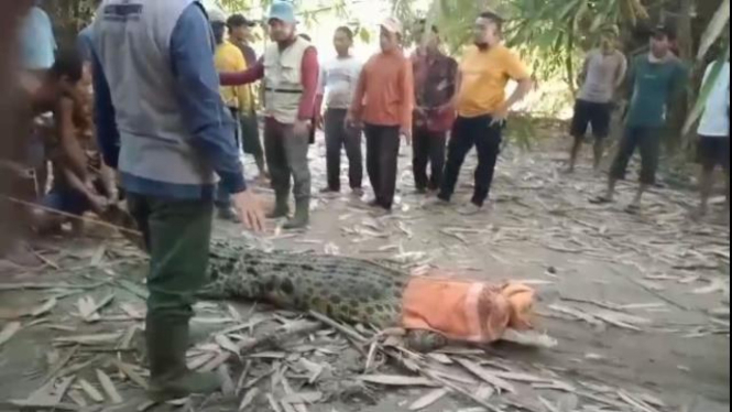 Buaya di Tanggamus diamankan Tim Balai Konservasi Sumber Daya Alam dan warga 