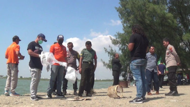 Penemuan diduga potongan kaki di tepi pantai Marina, Semarang