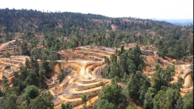 PT SPT lakukan penghijauan di kawasan hutan lindung di Kota Subulussalam. (istimewa/VIVA)