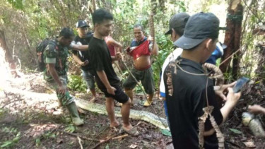 Kronologi Seorang Ibu Ditelan Piton saat Mengambil Obat untuk Anaknya