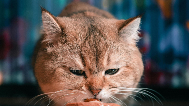 Ilustrasi Kucing Peliharaan