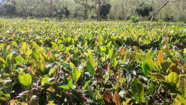 Perkebunan teh Brew Me Tea di Baturiti Tabanan Bali