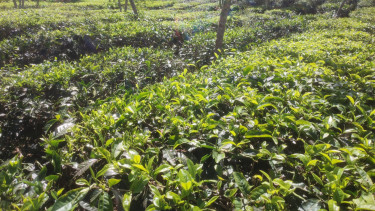 Kebun teh Brew Me di Baturiti, Tabanan