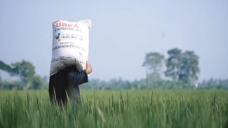 Varietas dan Pupuk adalah Kunci