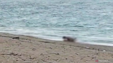 Video menampilkan adegan sepasang WNA diduga berbuat mesum di Pantai Mandalika