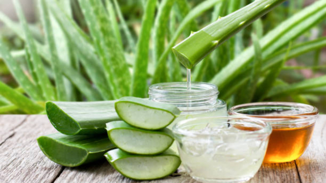  Lidah Buaya (Aloe Vera)