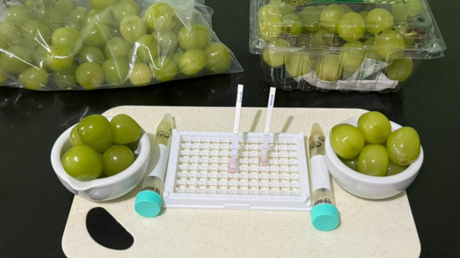 Rapid test anggur Shine Muscat (dok: Bapanas)