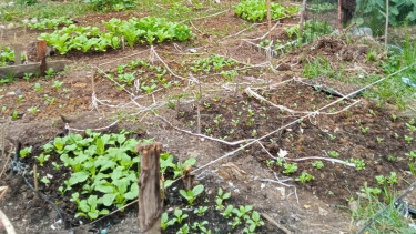Bekas TPS di Jalan Kalimantan Merapat, Kelurahan Rawajati Makmur, Kecamatan Muara Bangkahulu, Kota Bengkulu 
