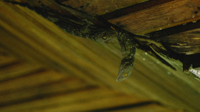 Cicak Rumahan