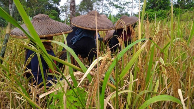 Padi gogo.