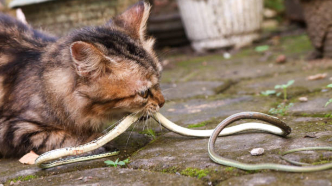 Seekor kucing  berwarna coklat memakan seekor ular kecil