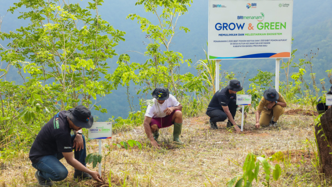 BRI Peduli kembali melaksanakan program BRI Menanam – Grow & Green